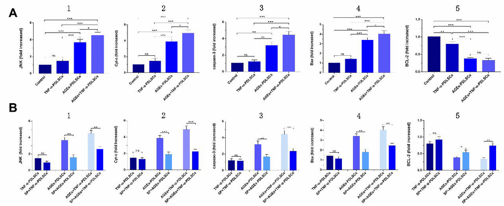 (A): mRNA levels and its quantification of JNK, Cyt-c, caspase-3, Bax and BCL-2 expression in different groups which were added inhibitor SP600125 before. (B): Each group of cells was pretreated with SP600125 for 30 minutes and then loaded with corresponding stimuli, and detect the mRNA levels and its quantification of related gene in each inhibitor group. (ns P>0.05, * P