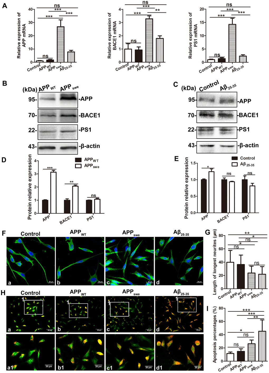 Comparison of SH-SY5Y cells (Control), SH-SY5Y cells transfected with empty vector (APPWT), APPswe-overexpressing SH-SY5Y cells (APPswe) and SH-SY5Y cells treated with 30 μM Aβ25-35 (SH-SY5Y +Aβ 25-35). (A) Real-time PCR assay showing the expression of APP, BACE1 and PS1 mRNA in the four group cells. (B and C) Western blot showing the expression of APP, BACE1 and PS1 in APPWT and APPswe cells, SH-SY5Y cells and SH-SY5Y +Aβ 25-35 cells. (D and E) Relative protein gray density analysis. (F) Tubulin staining showing the morphology of the four group cells. Scale bar = 20 μm. (G) Statistical analysis of the longest processes. (H) Acridine orange staining showing membrane stability of the four group cells. a –c: Scale bar = 50 μm, a1 – c1: Scale bar = 20 μm. (I) Statistical analysis of the apoptosis rate. (* P 