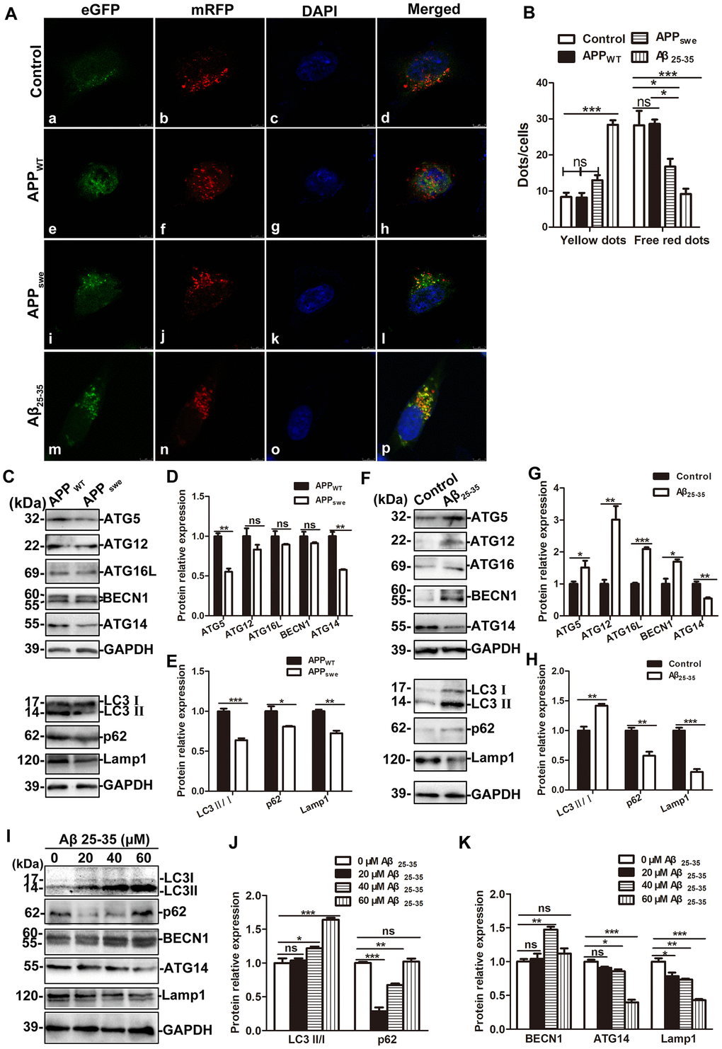 The effects of exogenous Aβ 25-35 treatment and endogenous overexpression of APPswe on autophagic flux. (A) Fluorescence microscopy images of control SH-SY5Y, APPWT, APPswe and SH-SY5Y +Aβ 25-35 (30 μM) cells infected with mRFP-GFP-LC3 adenovirus for 24 h and then treated with 100 nM rapamycin for 10 min (scale bar, 10 μm). (B) mRFP and GFP puncta were quantified to determine the number of APs and ALs per cell. For each group, 30 cells from 5 visual fields were randomly selected for counting (*P C) Western blot showing the expression of ATG5, ATG12, ATG16L, BECN1, ATG14, LC3, p62 and Lamp1 in APPWT and APPswe cells. (D and E) Relative protein gray density analysis. (F) Western blot analysis showing the expression of ATG5, ATG12, ATG16L, BECN1, ATG14, LC3, p62 and Lamp1 in SH-SY5Y and SH-SY5Y +Aβ 25-35 (30 μM) cells. (G and H) Protein band relative gray density analysis. (I) Different concentrations of Aβ 25-35 (0, 20, 40, and 60 μM) were used to treat SH-SY5Y cells for 24 h and the expression of LC3, p62, BECN1, ATG14 and Lamp1 were assessed by Western blot. (J and K) Relative protein gray density analysis. (* P 