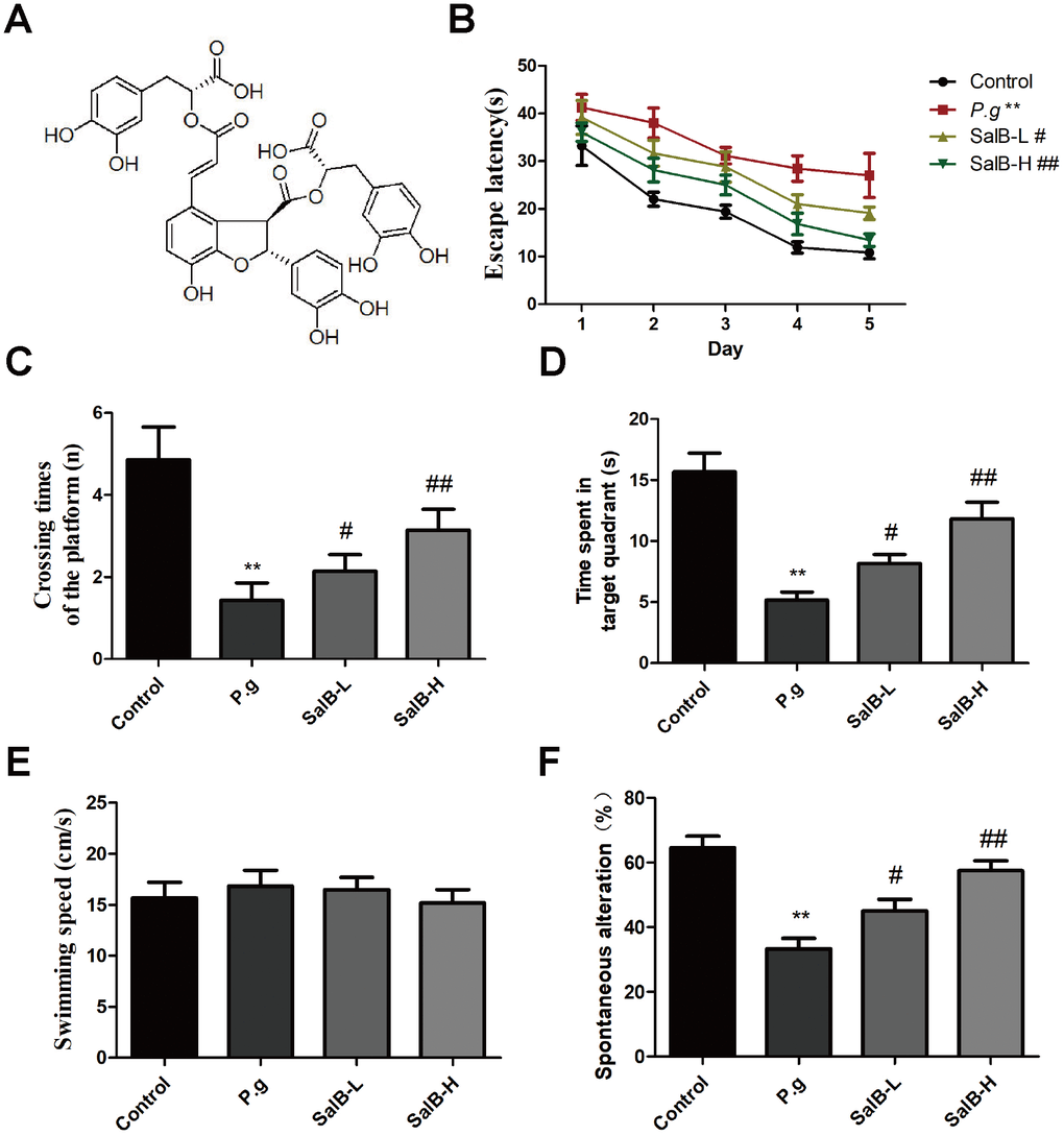 SalB improves memory deficits in P. gingivalis-infected mice. (A) The molecular structure of SalB; (B) Escape latency of Morris Water Maze test; (C) Crossing times of the platform; (D) Time spend in the target quadrant; (E) Swimming speed; (F) Percentage of spontaneous alternation of Y-maze. Experimental values were expressed as mean ± SEM (n = 15 per group). *P P #P ##P P.g.