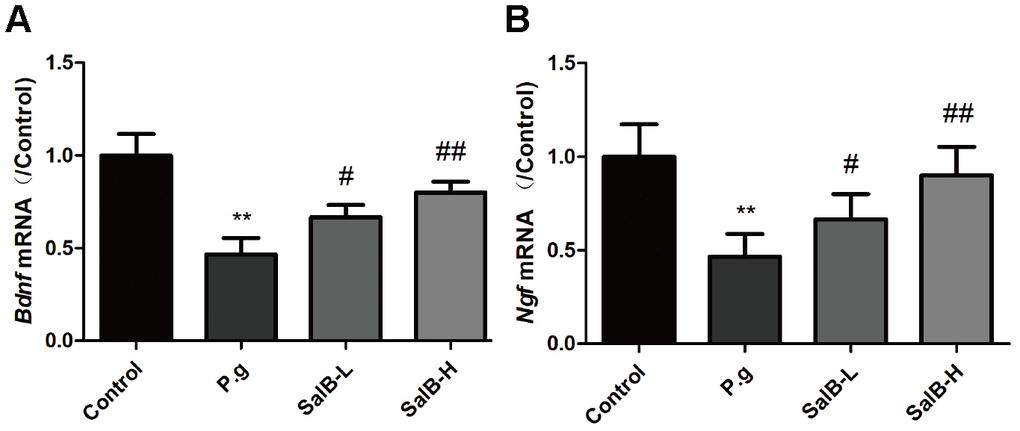 SalB improves neurotrophic factors in P. gingivalis-infected mice. The mRNA levels of bdnf (A) and ngf (B) were detected in the hippocampus of P. gingivalis-infected mice. Experimental values were expressed as mean ± SEM (n = 6 per group). *P P #P ##P P.g