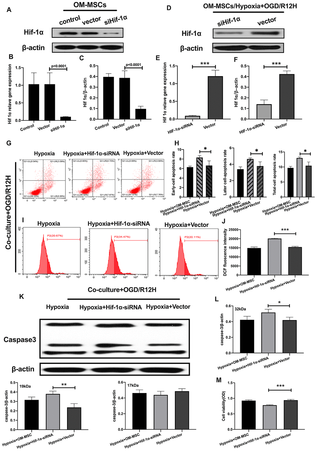 Knockdown of HIF-1α in OM-MSCs aggravated cerebral OGD/R-induced apoptosis in BV2 microglial cells under hypoxic conditions. (A–C) Successful knockdown of HIF-1α in OM-MSCs was verified by western-blot and qPCR. (D–F) The expression of HIF-1α in OM-MSCs was evaluated by western-blot and qPCR. (G, H) The apoptosis rate of BV2 microglial cells was evaluated by flow cytometry with Annexin V/PI staining. (I, J) Production of ROS in BV2 microglial cells was evaluated by flow cytometry. (K, L) The expression of caspase3 in BV2 microglial cells was quantified by Western blotting analysis. (M) The viability of BV2 microglial cells was assessed by MTT assay. All data are presented as the mean value ±SD. *p