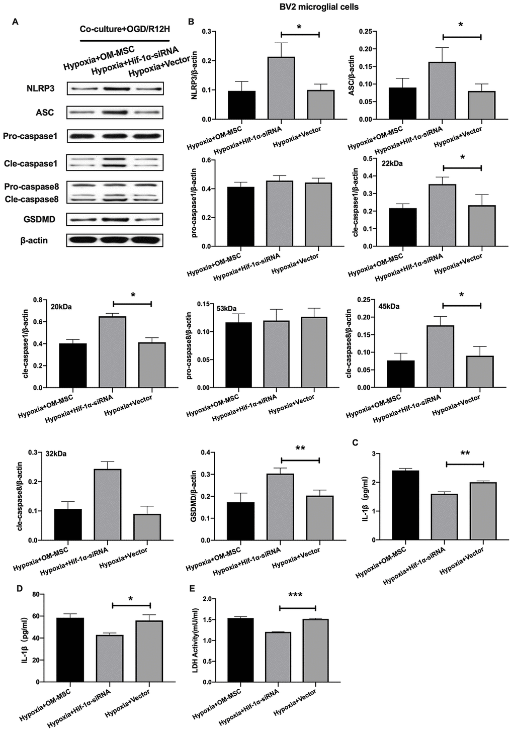 Knockdown of HIF-1α in OM-MSCs exacerbated cerebral OGD/R-induced pyroptosis in BV2 microglial cells under hypoxic conditions. (A, B) Expression of NLRP3, ASC, pro-caspase1, cleaved-caspase1, pro-caspase8, cleaved-caspase8 and GSDMD in BV2 microglial cells were quantified by Western blotting analysis. (C, D) Level of IL-1β and IL-18 in BV2 microglial cells were measured by ELISA. (E) The levels of LDH activity in BV2 microglial cells was determined by ELISA. All data are presented as the mean value ±SD. *p