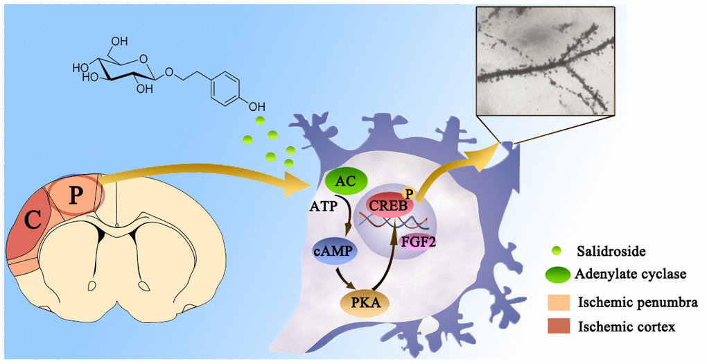 Diagram of the FGF2-mediated cAMP/PKA/CREB signaling pathway contribution to the dendritic and synaptic plasticity of salidroside after focal cerebral ischemia/reperfusion injury.