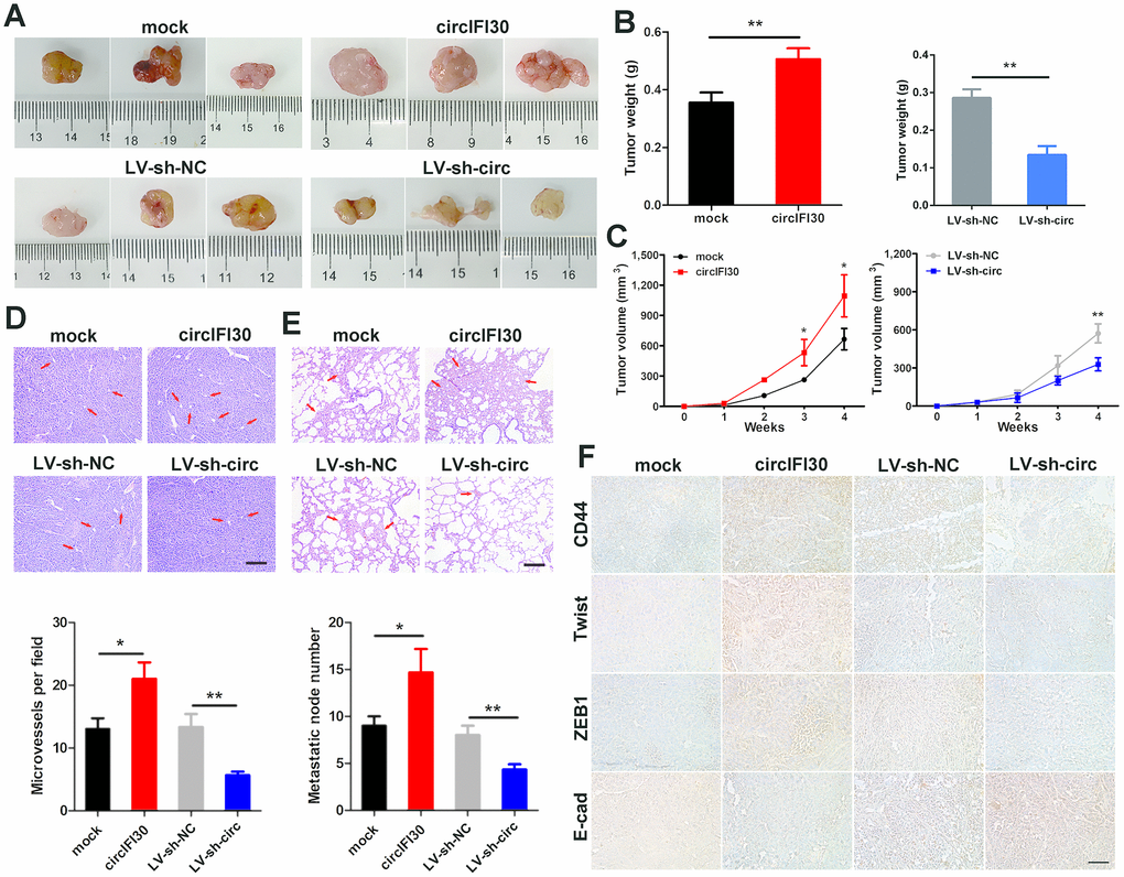 circIFI30 facilitates tumorigenesis and metastasis of TNBC cells in vivo. (A, B) Representative images of xenograft tumors of each group and tumor weight analysis were shown. (C) Growth curves of xenograft tumors were measured once a week. (D, E) HE staining of tumor and lung sections were showed. The microvessels of the tumors and metastatic nodules of the lungs were indicated by arrows (magnification, × 100, scale bar, 100 μm). (F) IHC staining was applied to analyze the protein levels of CD44 and EMT-related molecules (magnification, × 200, scale bar, 100 μm). Data were indicated as mean ± SD, *P P P 