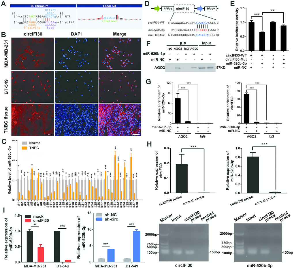 circIFI30 functions as a sponge for miR-520b-3p. (A) The miR-520b-3p binding site on circIFI30 was predicted by targetScan and miRanda. (B) FISH was performed to observe the cellular location of circIFI30 in TNBC cells (magnification, × 200, scale bar, 50 μm) and tissues (magnification, × 100, scale bar, 50 μm). (C) Relative expression of miR-520b-3p in TNBC tissues and adjacent non-tumor tissues was determined by qRT-PCR (n = 38). (D) Schematic illustration of circIFI30-WT and circIFI30-Mut luciferase reporter vectors was shown. (E) The relative luciferase activities were detected in 293 T cells after transfection with circIFI30-WT or circIFI30-Mut and miR-520b-3p mimics or miR-NC, respectively. (F, G) Anti-AGO2 RIP was executed in MDA-MB-231 cells after transfection with miR-520b-3p mimic or miR-NC, followed by western blot and qRT-PCR to detect AGO2 protein, circIFI30 and miR-520b-3p, respectively. (H) RNA pull-down with a biotin-labeled circIFI30 probe was executed in MDA-MB-231 cells, followed by qRT-PCR and RT-PCR to detect the enrichment of circIFI30 and miR-520b-3p. (I) The relative expression of miR-520b-3p was detected by qRT-PCR after transfection with indicated vectors. Data were indicated as mean ± SD, *P P P 