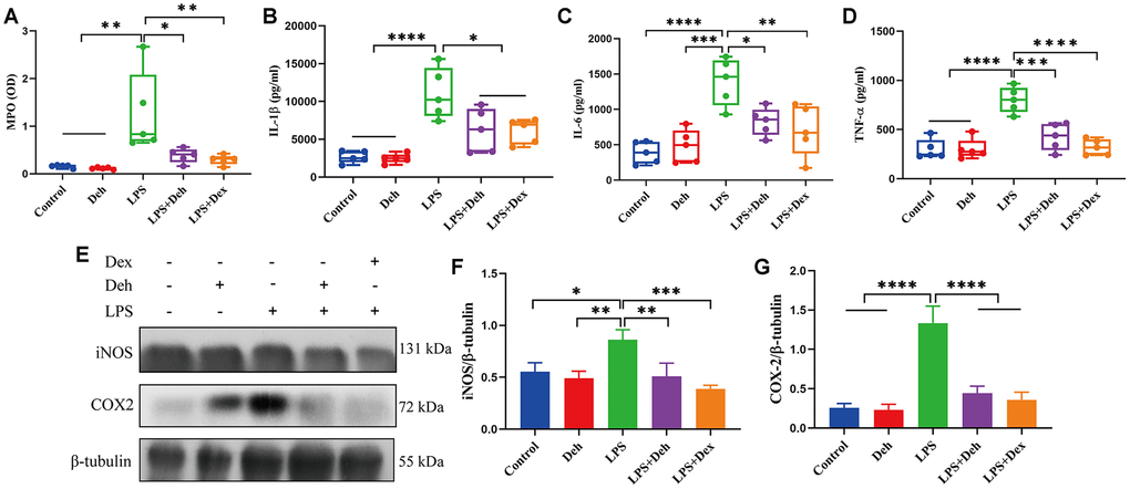 Deh inhibits the expression of COX2, iNOS, IL-6, IL-1β and TNF-α in mastitis mice. (A) MPO activity in the mammary gland. (B–D) The protein expression of IL-6, IL-1β and TNF-α. (E, G) Protein levels of COX2 and iNOS. The values are presented as the mean ± SD (*pppp