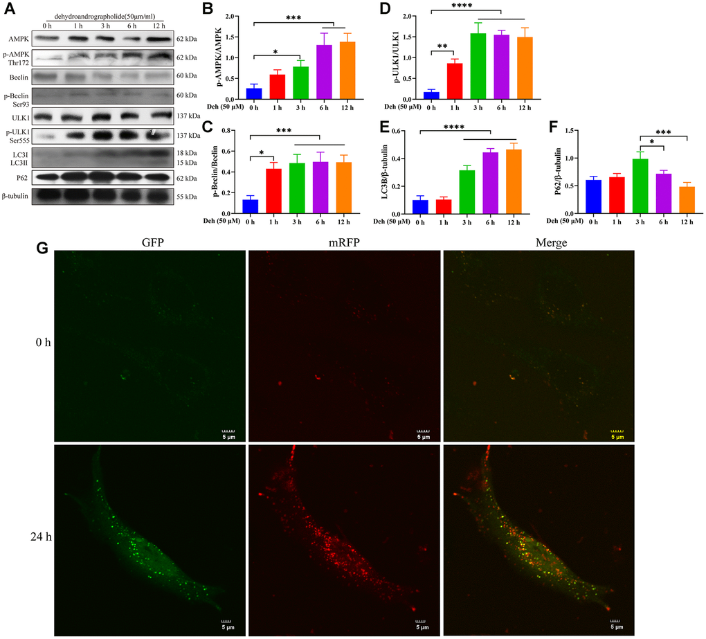 Deh promotes autophagy by phosphorylating AMPK, Beclin and ULK1. (A–F) Protein levels of p-AMPK, AMPK, p-Beclin, Beclin, p-ULK1, ULK1, LC3B and P62. (G) Effects of Deh on autophagic flux at 0 and 24 h. The values are presented as the mean ± SD (*pppp