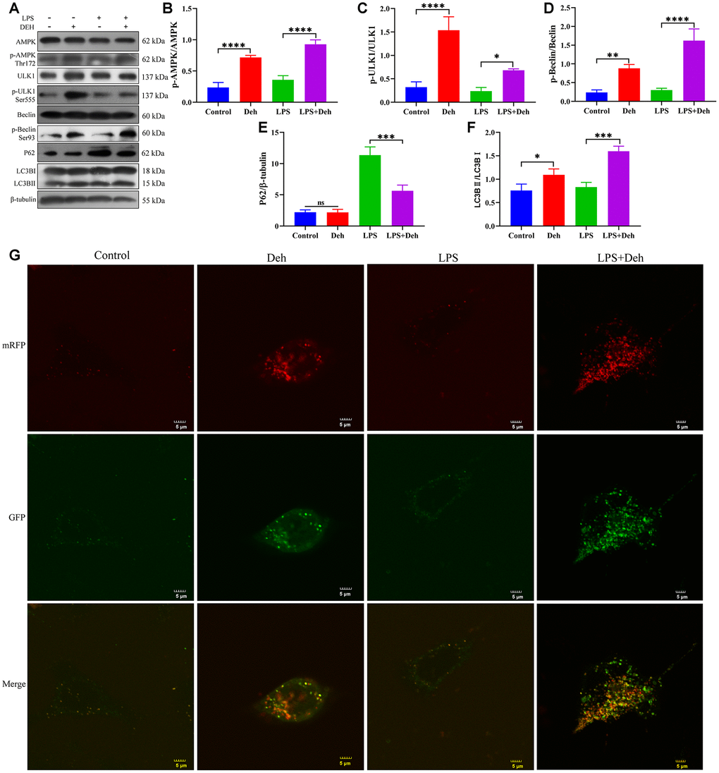 Deh activates autophagy in the EpH4-Ev cell inflammatory response model. (A–F) Protein levels of p-AMPK, AMPK, p-Beclin, Beclin, p-ULK1, ULK1, LC3B and P62. (G) Effect of Deh on autophagic flux in the EpH4-Ev cell inflammatory response model. The values are presented as the mean ± SD (*pppp