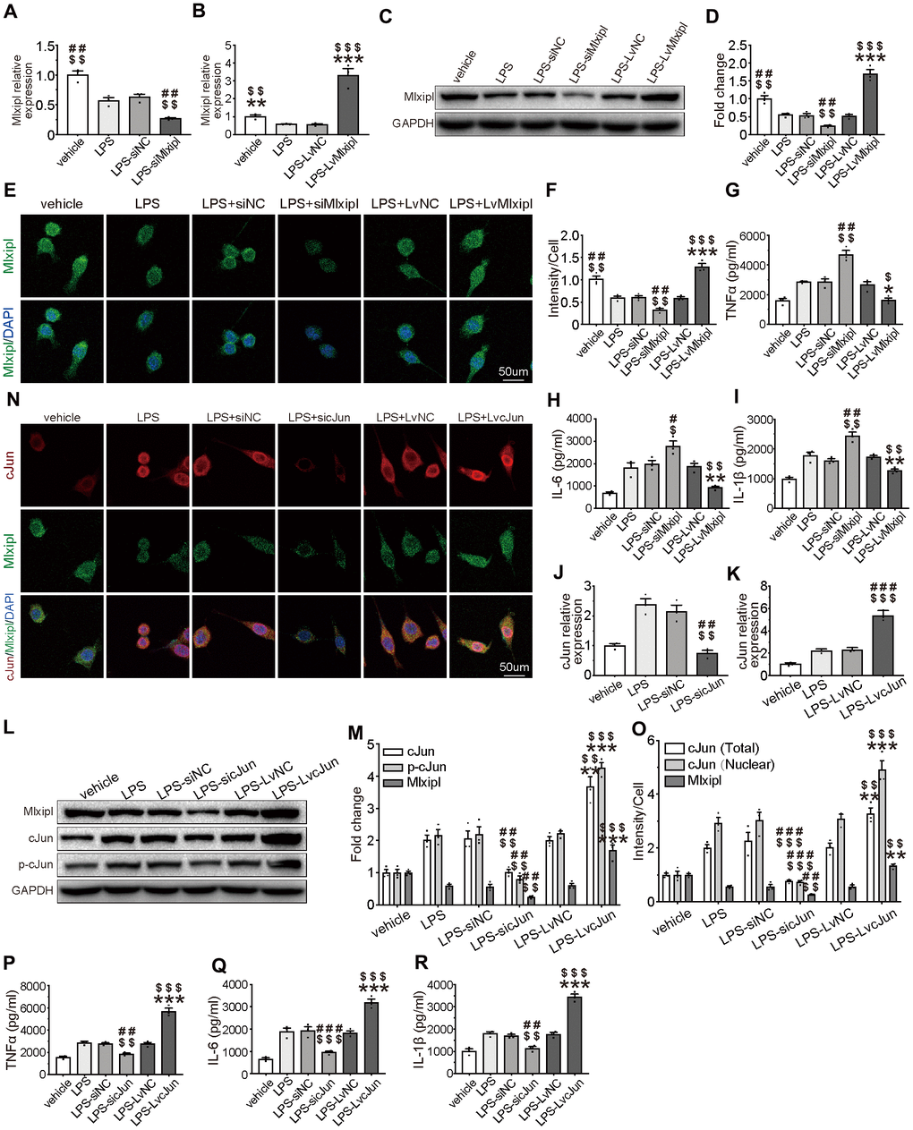 Mlxipl inhibited the cJun-mediated inflammatory response in microglia. (A–F) The Mlxipl expression was detected by QPCR (A–B), western blot (E) and immunofluorescence (E). The primary microglia were co-transfected with siMlxipl or LvMlxipl for 48 hr, and then treated with LPS (1 μg/ml) for 24 hr. Quantification of the western blot (D) and immunofluorescence (F). Data relative to vehicle. N = 3. $$$P $$P $P ###P ##P G–I) ELISA were performed to detect the expression of proinflammation cytokines. Mlxipl inhibited inflammation response in LPS-induced microglia. N = 3. $$$P $$P $P ###P ##P J–O) The cJun expression was detected by QPCR (J–K), western blot (L) and immunofluorescence (N). The primary microglia were co-transfected with sicJun or LvcJun for 48 hr, and then treated with LPS (1 μg/ml) for 24 hr. Knockdown of cJun inhibited the expression of Mlxipl and p-cJun. Overexpression of cJun promoted the expression of Mlxipl and p-cJun. Quantification of the western blot (M) and immunofluorescence (O). Data relative to vehicle. N = 3. $$$P $$P $P ###P ##P P–R) ELISA were performed to detect the expression of proinflammation cytokines. CJun promoted inflammation response in LPS-induced microglia. N = 3. $$$P $$P $P ###P ##P 