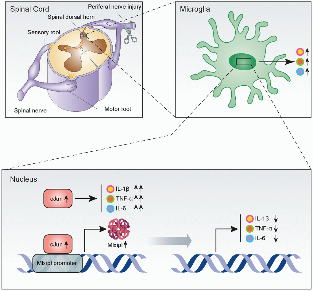 Upregulation of Mlxipl induced by cJun in the spinal dorsal horn after peripheral nerve injury counteracts mechanical allodynia by inhibiting neuroinflammation. CJun expression in the SDH was upregulated after peripheral nerve injury, and this increased Mlxipl transcription. Upregulation of Mlxipl counteracts mechanical allodynia by inhibiting neuroinflammation derived from microglia in the SDH.