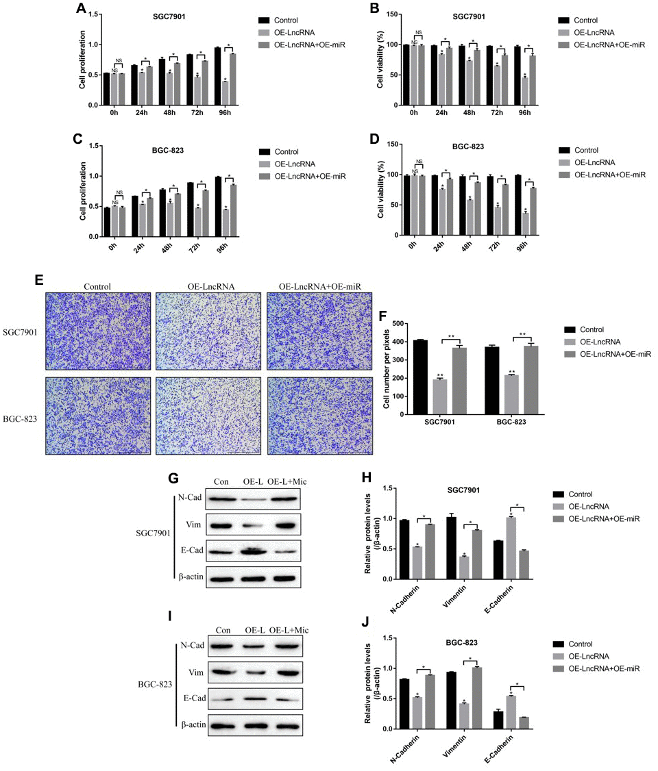 LncRNA ADAMTS9-AS2 regulated GC cell proliferation, viability, mobility and EMT by targeting miR-223-3p. CCK-8 assay was used to measure cell proliferation in (A) SGC7901 cells and (C) BGC-823 cells. Cell counting assay by trypan blue staining method was performed to determine cell viability in (B) SGC7901 cells and (D) BGC-823 cells. (E, F) Transwell assay was conducted to measure cell migration in GC cells. Western Blot was employed to examine the expressions of EMT associated proteins (N-cadherin, E-cadherin and Vimentin) in (G, H) SGC7901 cells and (I, J) BGC-823 cells. Each experiment repeated at least 3 times. “NS” represented “no statistical significance”, *P P 