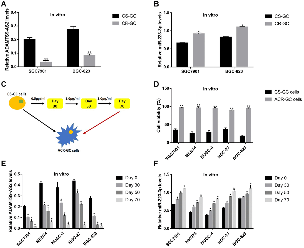 The expression patterns of LncRNA ADAMTS9-AS2 and miR-223-3p were changed by long-term cisplatin stimulation in GC cells. Real-Time qPCR was used to examine the expression levels of (A) LncRNA ADAMTS9-AS2 and (B) miR-223-3p in CS-GC and CR-GC cells. (C) The schematic diagram for the production of ACR-GC cells involved in this study. (D) Trypan blue staining assay was performed to evaluate cell viability in CS-GC cells and ACR-GC cells. Real-Time qPCR was conducted to examine the expression levels of (E) LncRNA ADAMTS9-AS2 and (F) miR-223-3p in GC cells treated with continuous low-dose cisplatin stimulation. Each experiment repeated at least 3 times. “NS” represented “no statistical significance”, *P P 