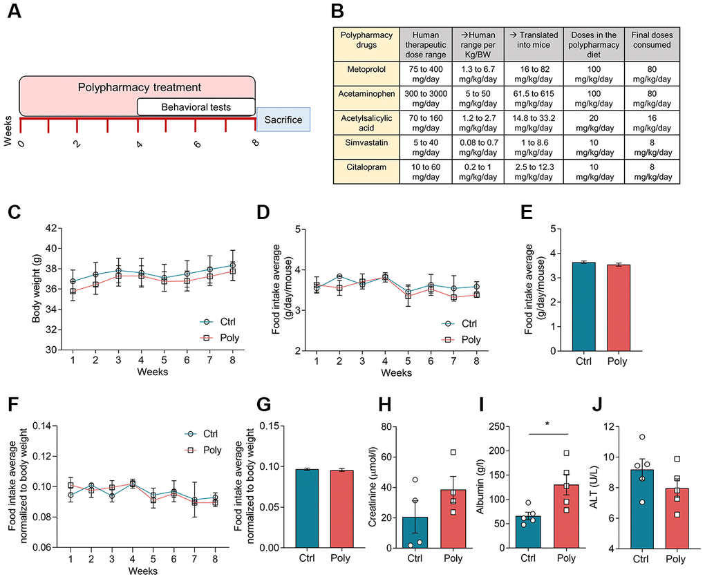 Effects of polypharmacy treatment on body weight and food intake, and serum protein levels. (A) The diagram above outlines the timeline of the polypharmacy study. (B) The table indicates the composition of the polypharmacy diet and drug dosages, specifying the human therapeutic range per person and per Kg/body weight (BW) and translated into mice. (C) The curves show mouse body weight average monitored over the eight weeks of treatment. (D–G) The curve and histogram plots express the FI as weekly and total average over the study period, measured as real values (D, E) or normalized to body weight (F, G). Animals per group: n= 9 control group, n= 10 polypharmacy group. (H–J) Histograms indicate serum creatinine, albumin and ALT levels; creatinine: n= 4, 4; albumin: n= 5, 5: ALT: n= 5, 5, for control and polypharmacy groups respectively; *p