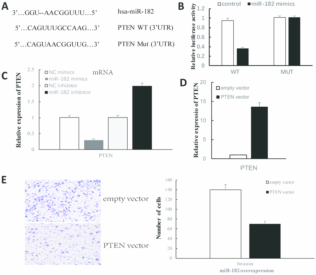 MiR-182 promoted proliferation and invasion of NPC cells via targeting PTEN. (A) The complementary binding sites of miR-182 and 3′UTR of PTEN. (B) The dual-luciferase reporter assays were performed to verify the target prediction. (C) MiR-182 mimics/inhibitors significantly reduced/increased PTEN expression. (D) PTEN expression was significantly increased after transfection. (E) Overexpression of PTEN abrogates the promotion effect of miR-182 mimics on NPC invasion. P 