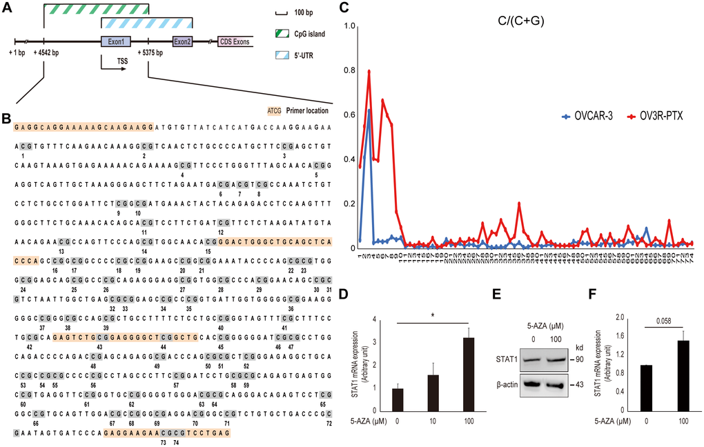 Effect of DNA methylation on STAT1 expression. (A) Schematic illustration of the STAT1 promoter region. The CpG island and 5’-untranslated region (UTR) are indicated. Numbers point the position of base pair (bp) in the sequence of GenBank (accession # NG