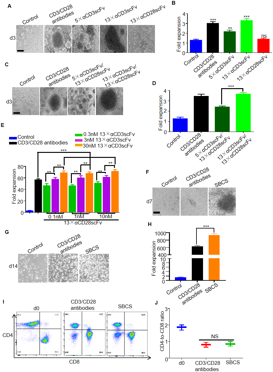 Expansion of T cells from healthy donors. (A) Representative bright-field microscope images of T cells after 3 days of treatment with immobilized CD3/CD28 antibodies, αCD3scFv, and αCD28scFv polymers at a concentration of 3 nM. The corresponding fold expansion of T cells is shown in (B). (C) Representative images of T cells after 3 days of treatment with the indicated antibodies or polymer compositions (3 nM 5×αCD3scFv/1 nM 13×αCD28scFv, or 3 nM 13×αCD3scFv/1 nM 13×αCD28scFv). The corresponding fold expansion of T cells is shown in (D). (E) Fold expansion of T cells after 7 days of treatment with immobilized CD3/CD28 antibodies or SBCS using different concentrations of 13×αCD3scFv and 13×αCD28scFv. (F) Representative images of the T cells cultured with immobilized CD3/CD28 antibodies or SBCS (30 nM 13×αCD3scFv/10 nM 13×αCD28scFv) at day 7. (G) Representative images of the T cells cultured with immobilized CD3/CD28 antibodies or SBCS at day 14. (H) Fold expansion of T cells after 14 days of treatment with immobilized CD3/CD28 antibodies or SBCS. (I, J) CD4-to-CD8 ratio of CD4+ and CD8+ single-positive cells among live cells after treatment with CD3/CD28 immobilized antibodies or SBCS for 14 days. ‘d0’ represents peripheral blood mononuclear cells before cell expansion. Data in B, D, E, H and J represent mean ± s.d. of n = 3 healthy donors and are representative of at least three independent experiments. ** P 