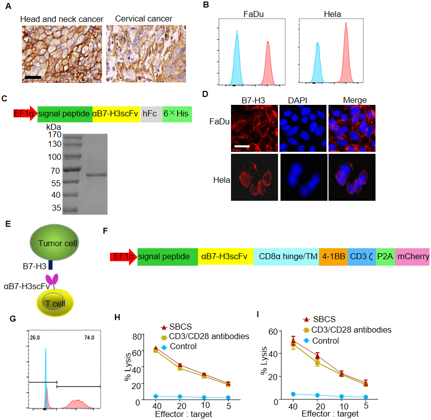 In vitro antitumor efficacy of B7-H3-targeted CAR-T cells produced with SBCS. (A) Representative images of B7-H3 IHC staining in HNC and cervical cancer tissues. Scale bar, 20 μm. (B) Cell-surface expression of B7-H3 was evaluated by flow cytometry analysis. (C) Upper panel, schematic illustration of the vector for the expression of αB7-H3scFv-hFc. Lower panel, SDS-PAGE analysis of the purified αB7-H3scFv-hFc. (D) Immunofluorescent analysis of the expression of B7-H3 in FaDu and Hela cells using the recombinant αB7-H3scFv-hFc as the primary antibody. (E) Illustration of a B7-H3-targeted CAR-T cell against the tumor cell. (F) Schematic illustration of the vector for the expression of B7-H3 CAR. (G) The representative expression efficiency of B7-H3-redirected CAR on the T cells was evaluated using flow cytometry tracking the mCherry marker gene 10 days post-transfection. (H, I) Four-hour 51Cr release assays of B7-H3 CAR-T cells produced with SBCS or immobilized CD3/CD28 antibodies against FaDu or Hela cells. Scale bars = 50 μm. Data in G–H represent mean ± s.d. of three experimental replicates and are representative of at three experiments.