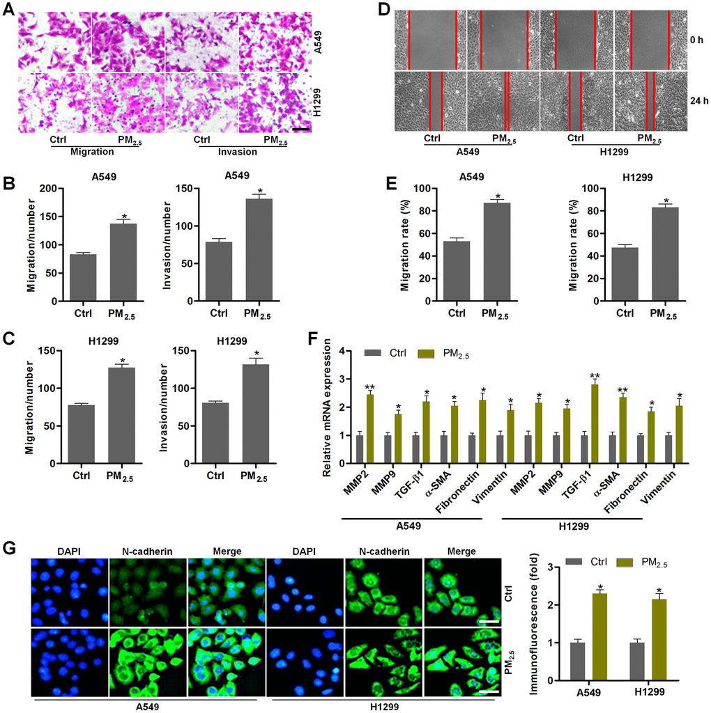 PM2.5 contributes to the migration and invasion of NSCLC cells. (A–G) Th17 cells were exposed to 100 μg/cm2 of PM2.5 for 24 h. Then, the obtained medium was collected, and mixed with fresh RPMI1640 absolute medium at 1:3 dilutions. Next, A549 and H1350 cells were treated with the composed culture medium for another 24 h. Subsequently, all cells were collected for the following analysis. (A) Transwell analysis was used to determine the migration and invasion of lung cancer cells. Scale bar, 100 μm. (B, C) Quantification of the number of cells in migration and invasion. (D) Wound healing analysis was performed to assess the migration of lung cancer cells. (E) The number of NSCLC cells in migration was quantified following wound healing analysis. (F) RT-qPCR analysis was used to calculate the mRNA expression levels of genes associated with EMT. (G) IF staining of N-cadherin in A549 and H1350 cells treated as indicated. Scale bar, 50 μm. All data are expressed as mean ± SEM. *p and **p compared to the Ctrl group.