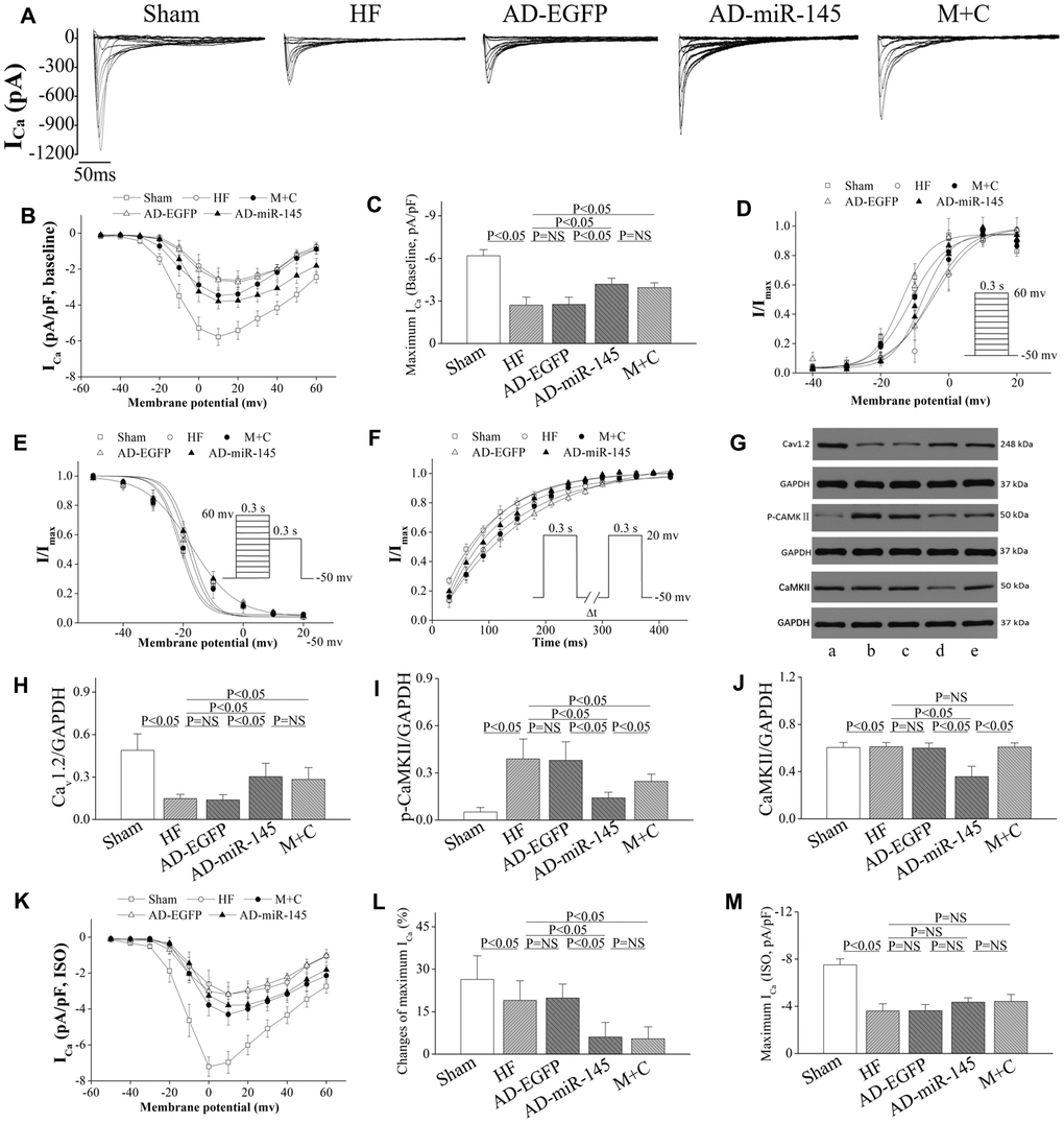 miR-145 increased ICa density and reduced the sensitivity of HF to β-adrenergic stimulation. (A) representative ICa traces recording; (B) ICa-voltage relationship of cardiomyocytes (n≥7); (C) summary of peak ICa (n≥7); (D) the steady-state ICa activation curves (n≥7); (E) the steady-state ICa inactivation curves (n≥7); (F) the recovery curves following inactivation (n≥7); (G) representative western blots of Cav1.2, p-CaMKII and CaMKII; (H–J) quantitative analysis of the immunoreactive band displayed by bar graph (n=3); (K) ICa-voltage relationship in presence of ISO for each group (n≥7); (L) summary of peak ICa in the presence of ISO (n≥7); (M) changes of peak ICa for each group (n≥7); (A) sham group; (B) HF group; (C) AD-EGFP; (D) AD-miR-145 group; (E) M+C group. Data are presented as mean ± SD for C, H, I, J, L and M. While for B, D, E, F and K, data are presented as mean ± SEM.