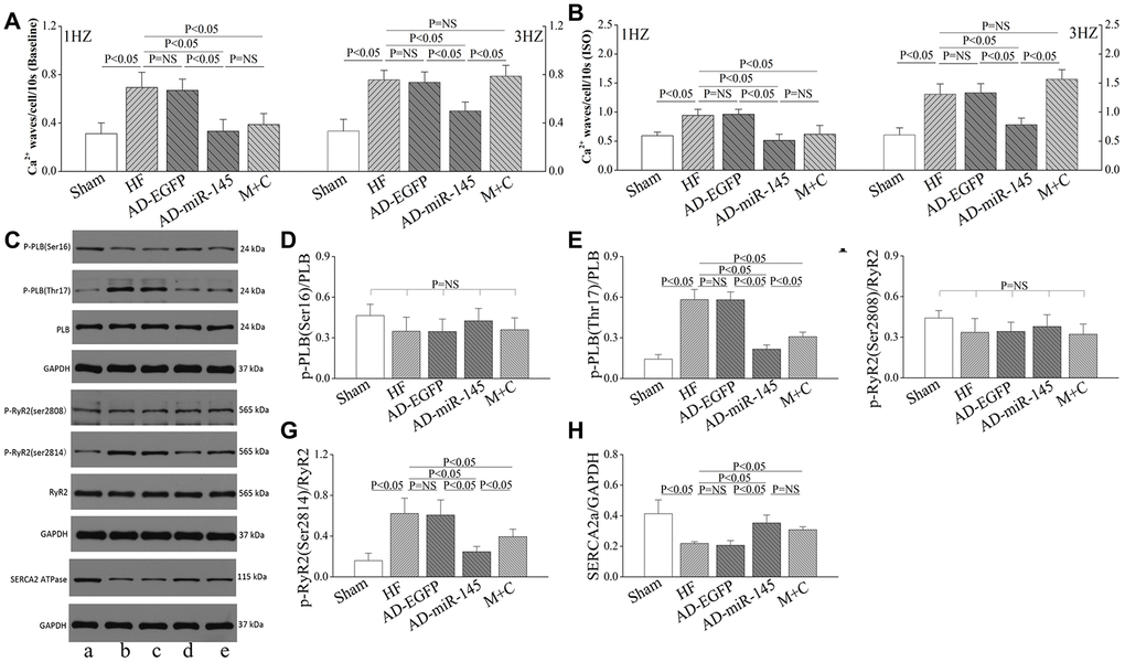 miR-145 ameliorated HF-induced defective in Ca2+ homeostasis. (A–B) statistical analysis of Ca2+ waves (Baseline and in presence of ISO, n≥9); (C) Representative western blots; (D–H) quantitative analysis of the immunoreactive band displayed by bar graph (n=3). (a) sham group; (B) HF group; (C) AD-EGFP; (D) AD-miR-145 group; (E) M+C group. Data are presented as mean ± SD.