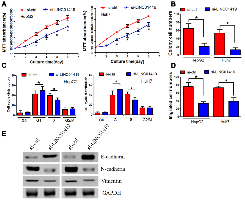 Inhibiting LINC01419 decreases HCC cell proliferation and invasion. (A) Cell viability examination using MTT assay. (B) Showing impaired colony-forming ability in LINC01419-silenced cells. (C) Flow cytometry assay used to examine cell cycle distribution. (D) Examining HCC cell migration ability using transwell assay. (E) Protein levels of E-cadherin, N-cadherin, and Vimentin examination by western blot assay.