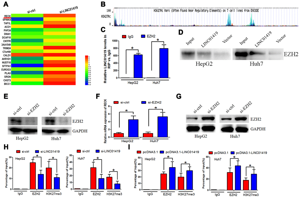 LINC01419 silences RECK epigenetically by binding to EZH2. (A) The different gene transcripts expression between si-ctrl cells and si- LINC01419 cells, demonstrated by hierarchical cluster. (B) The promoter regions of RECK showing EZH2 transcriptional sites, as indicated by UCSC. (C) LINC01419 interaction with EZH2, as revealed by the RIP experiments. (D) Desthiobiotinylation-LINC01419 bound EZH2 in HCC cells, as indicated by the pull-down assays.(E)Shows EZH2 down-regulation by si-RNA in HCC cells, and the knockdown efficiency examination using western blot assay. (F) qPCR assay examination of the mRNA expression level of RECK. (G) The western blot analysis of the RECK protein expression level. (H) Showing EZH2 and H3K27me3 enriched in the RECK promoter regions as indicated by CHIP assay. (I) Sowing increased EZH2 and H3K27me3levelsafter LINC01419 overexpression in HCC cell.