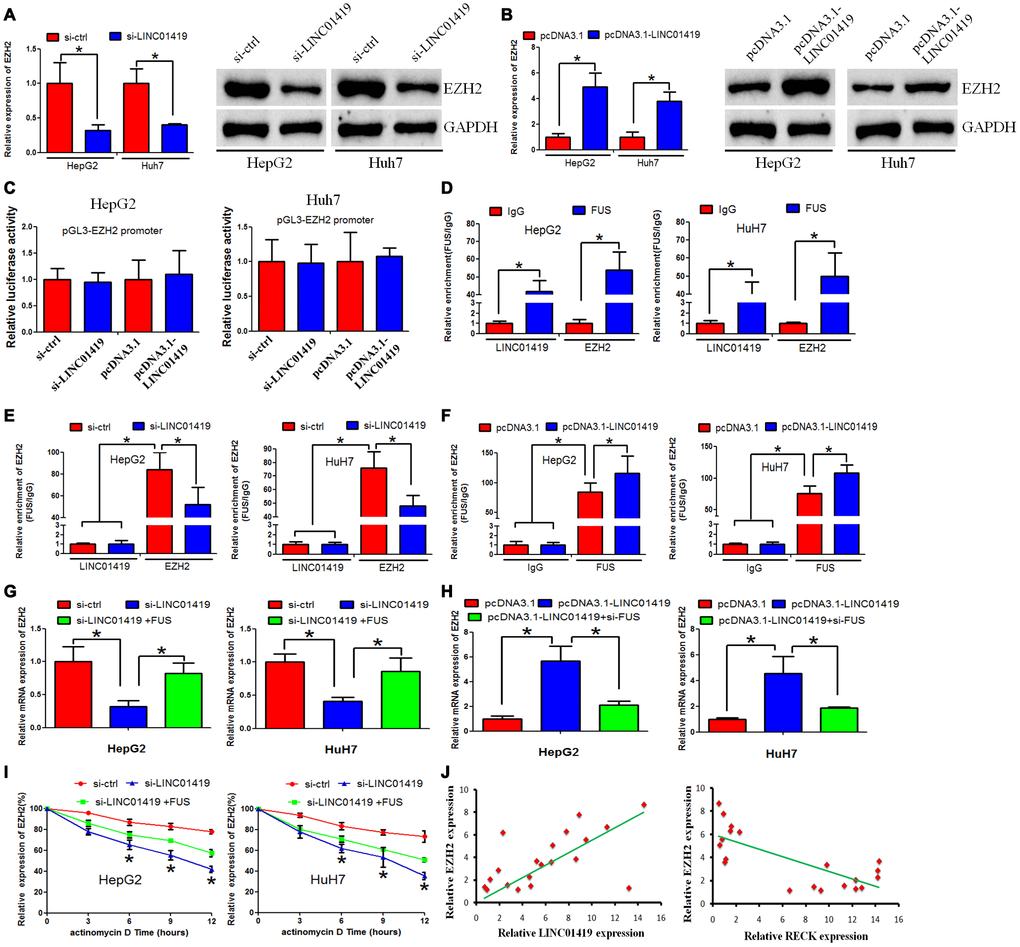 LINC01419 stabilizes EZH2 mRNA by recruiting FUS. (A, B) Showing RT-PCR and western blot assays used to examine EZH2 expression levels in HCC cells when LINC01419 was inhibited or overexpressed, respectively. (C) Luciferase reporter assay showing that LINC01419 did not affect EZH2 transcription. (D) FUS interaction with LINC01419 and EZH2-mRNA as validated by the RIP assay. (E) The estimated impact of LINC01419 down-regulation on FUS interaction with EZH2-mRNA using RIP assay. (F) The estimated impact of LINC01419 overexpression on FUS–interaction with EZH2 -mRNA using RIP assay. (G–H) A qRT-PCR assay used to examine the EZH2 expression level. (I) The degradation rate of EZH2-mRNA after treatment with actinomycin D. (J) Right panel: Correlation between LINC01419 expression level and EZH2 expression level examined by RT-PCR; Left panel: Correlation between RECK expression level and EZH2 expression level examined by RT-PCR.