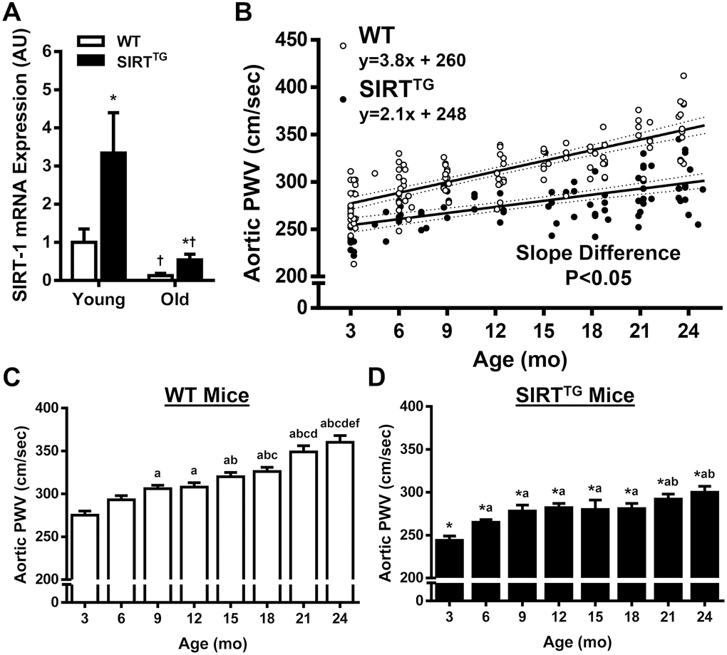 Aortic SIRT-1 mRNA gene expression (A) in wild-type (WT) and SIRT-1 transgenic overexpressing (SIRTTG) mice (N=4-8/group) normalized to Young WT. Scatter plot (B) of aortic pulse wave velocity (PWV) with advancing age in WT and SIRTTG mice. Separate regression lines are given for WT and SIRTTG mice (dotted lines define 95% confidence intervals). Aortic PWV measured at 3 mo increments in WT (C) and SIRTTG (D) mice (N=7-24/group). *P†P