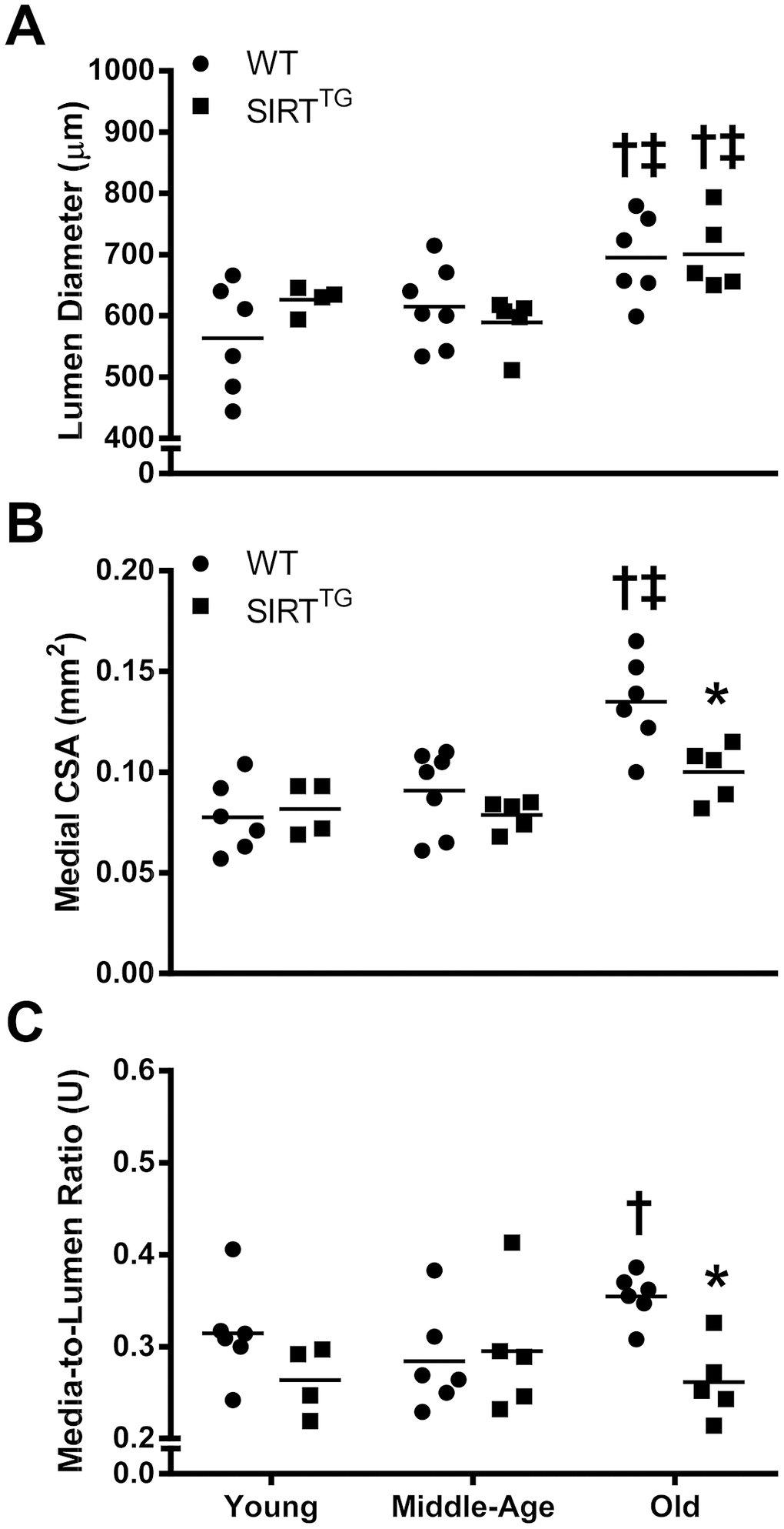 Thoracic aorta lumen diameter (A), medial cross-sectional area (B [CSA]), and media-to-lumen ratio (C) in young, middle-age, and old wild-type (WT) and SIRT-1 transgenic overexpressing (SIRTTG) mice. *P†P‡P