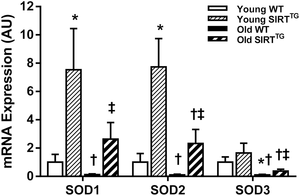 Aortic SOD1, SOD2, and SOD3 mRNA gene expression in young and old wild-type (WT) and SIRT-1 transgenic overexpressing (SIRTTG) mice (N=5-7/group). *PTG. ‡P