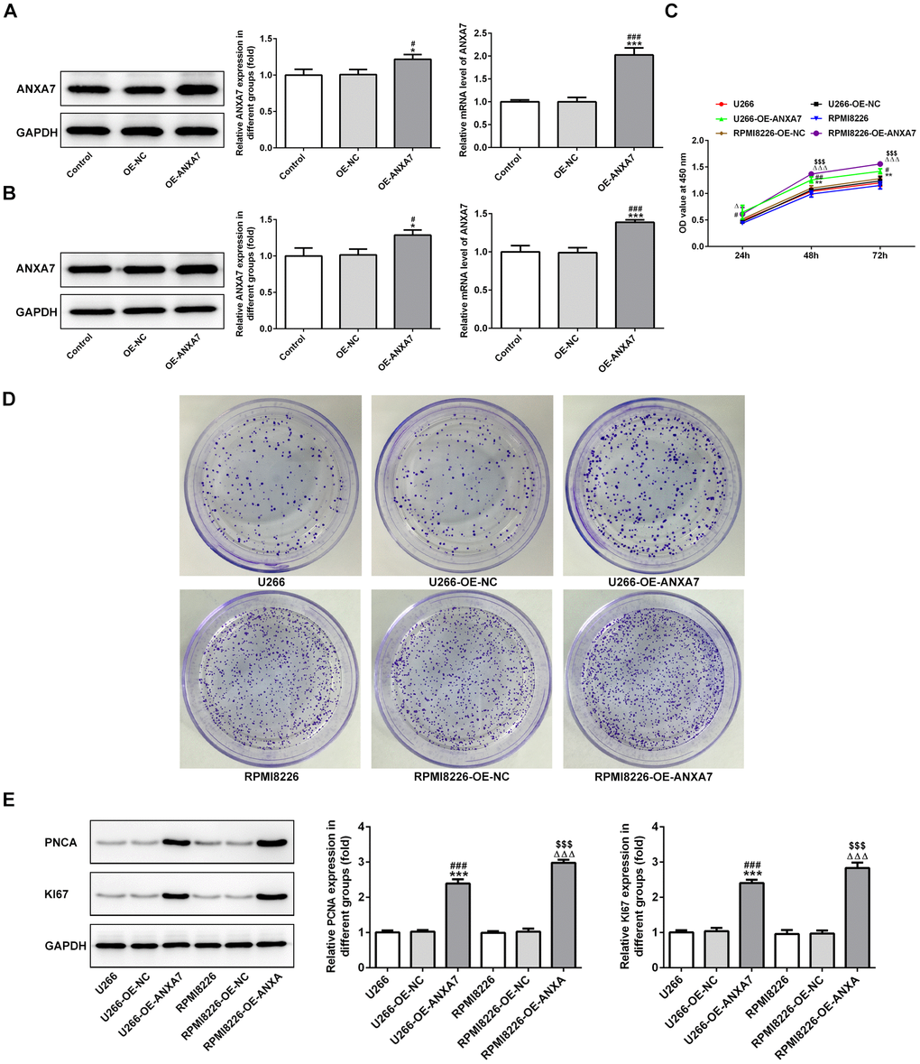 ANXA7 overexpression promotes the proliferation of U266 and RPMI8226 cells. (A) The expression of ANXA7 in U266 cells after transfection of OE-ANXA7 was detected by Western blot and RT-qPCR analysis. *P#P###PB) The expression of ANXA7 in RPMI8226 cells after transfection of OE-ANXA7 was detected by Western blot and RT-qPCR analysis. *P#P###PC) The proliferation of U266 and RPMI8226 cells after transfection of OE-ANXA7 was determined by CCK-8 assay. **P#P##PΔΔΔP$$$PD) The proliferation of U266 and RPMI8226 cells after transfection of OE-ANXA7 was also showed by colony formation assay. (E) The protein expression of PCNA and KI67 in U266 and RPMI8226 cells after transfection of OE-ANXA7 was detected by Western blot analysis. ***P###PΔΔΔP$$$P