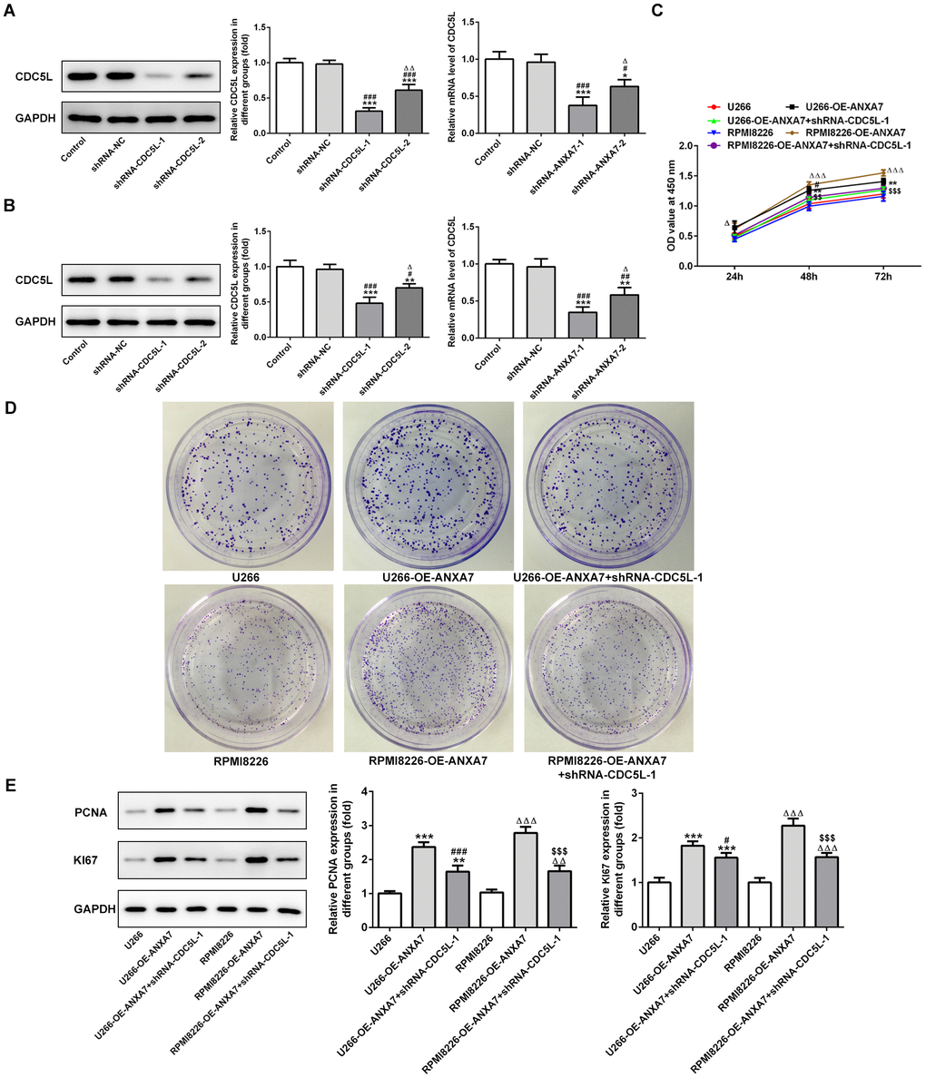 CDC5L interference inhibits the proliferation promotion effect of ANXA7. (A) The expression of CDC5L in U266 cells after transfection of shRNA-CDC5L was detected by Western blot and RT-qPCR analysis. *P#P###PΔPΔΔPB) The expression of CDC5L in RPMI8226 cells after transfection of shRNA-CDC5L was detected by Western blot and RT-qPCR analysis. **P#P##P###PΔPC) The proliferation of U266 and RPMI8226 cells after transfection of shRNA-CDC5L was determined by CCK-8 assay. **P#PΔΔΔP$$P$$$PD) The proliferation of U266 and RPMI8226 cells after transfection of shRNA-CDC5L was also showed by colony formation assay. (E) The protein expression of PCNA and KI67 in U266 and RPMI8226 cells after transfection of shRNA-CDC5L was detected by Western blot analysis. **P#P###PΔΔPΔΔΔP$$$P