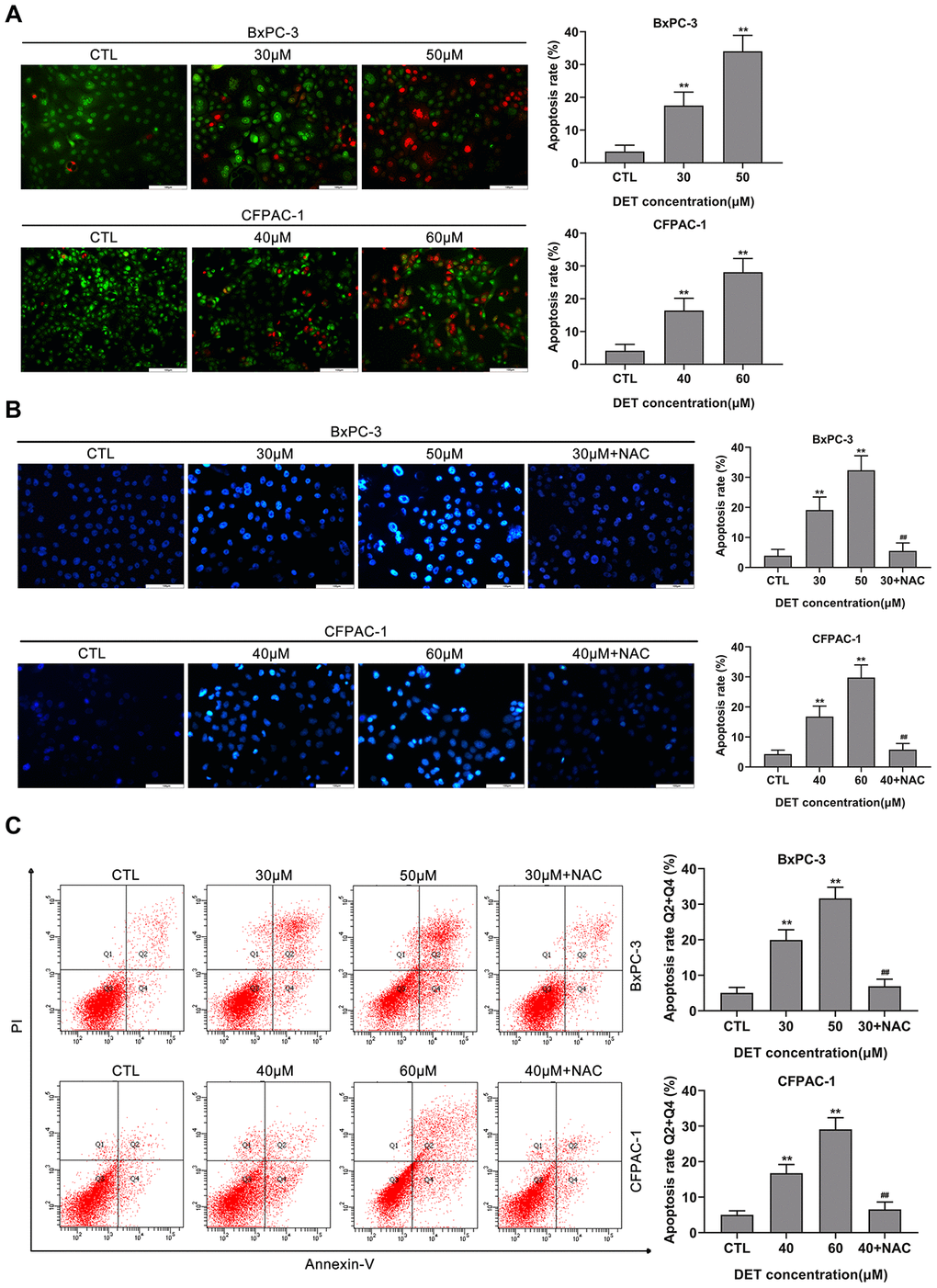 DET induced apoptosis in BxPC-3 and CFPAC-1 cells in vitro. (A) DET-induced apoptosis in BxPC-3 and CFPAC-1 cells were tested using AO/EB double staining assay. **P B) DET-induced apoptosis in BxPC-3 and CFPAC-1 cells were assessed using Hoechst 33342 staining. **P P C) DET-induced apoptosis in BxPC-3 and CFPAC-1 cells were determined using Annexin V-FITC/PI double staining. Annexin V-FITC (-) and PI (-) cells were defined as alive, Annexin V-FITC (+) but PI (-) cells were defined as early apoptosis, Annexin V-FITC (+) but PI (+) cells were considered to be late apoptosis. Annexin V-FITC (-) and PI (+) cells were thought to be necrotic cells. The total apoptosis rate was the sum of early apoptosis rate and late apoptosis rate. **P P A, B). Scale bar, 100 μm (A, B).