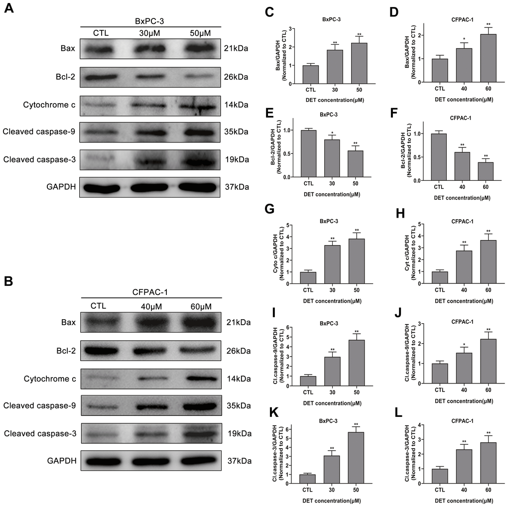 Effect of DET on apoptosis-related proteins. (A, B) DET activated apoptosis-related proteins in BxPC-3 and CFPAC-1 cells in a concentration dependent manner. Quantitative statistics of immunoblotting analysis for Bax levels (C, D), Bcl-2 levels (E, F), cytochrome c levels (G, H), cleaved caspase-9 levels (I, J), cleaved caspase-3 levels (K, L), *P P 