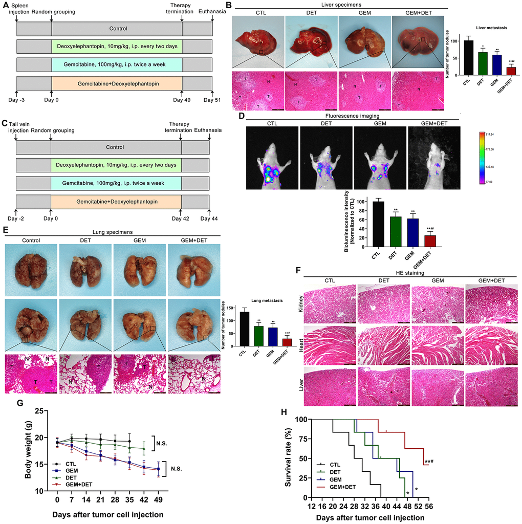 DET amplified the effect of GEM on suppressing metastasis of pancreatic cancer in vivo. (A) The specific grouping strategies and treatment patterns of liver metastasis model. (B) Experimental liver metastasis animal model was obtained by injecting BxPC-3 cells in the spleen of nude mice. *P P P C) The specific grouping strategies and treatment patterns of lung metastasis model. (D) Therapeutic effect was measured using an in vivo luminescence imaging system. **P P E) Experimental lung metastasis animal model was obtained by injecting luciferase-labeled BxPC-3 cells via the tail vein of nude mice. **P P F) Heart, kidney and liver tissue structure of nude mice in lung metastasis model. (G) Average body weights of the tested BALB/c mice in each treatment group. (H) Long rank analysis of survival rate of mice in each treatment group. *P P P B, E, F). Scale bar, 200 μm (B, E, F).