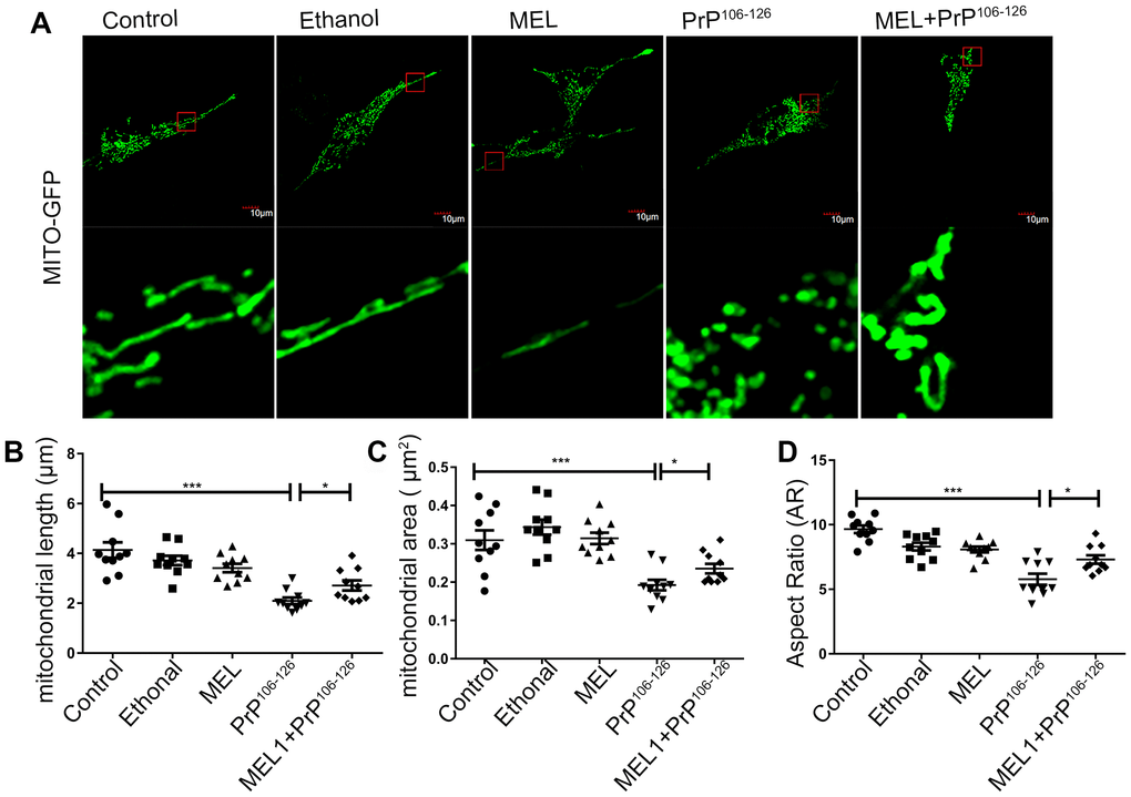 Melatonin ameliorated PrP106-126-induced mitochondrial fragmentation in N2a cells. Mitochondrial morphology was detected by confocal microscopy (A) and mitochondrial length (B), area (C) and aspect ratio (AR) (D) were analyzed by the ImageJ software. *P 