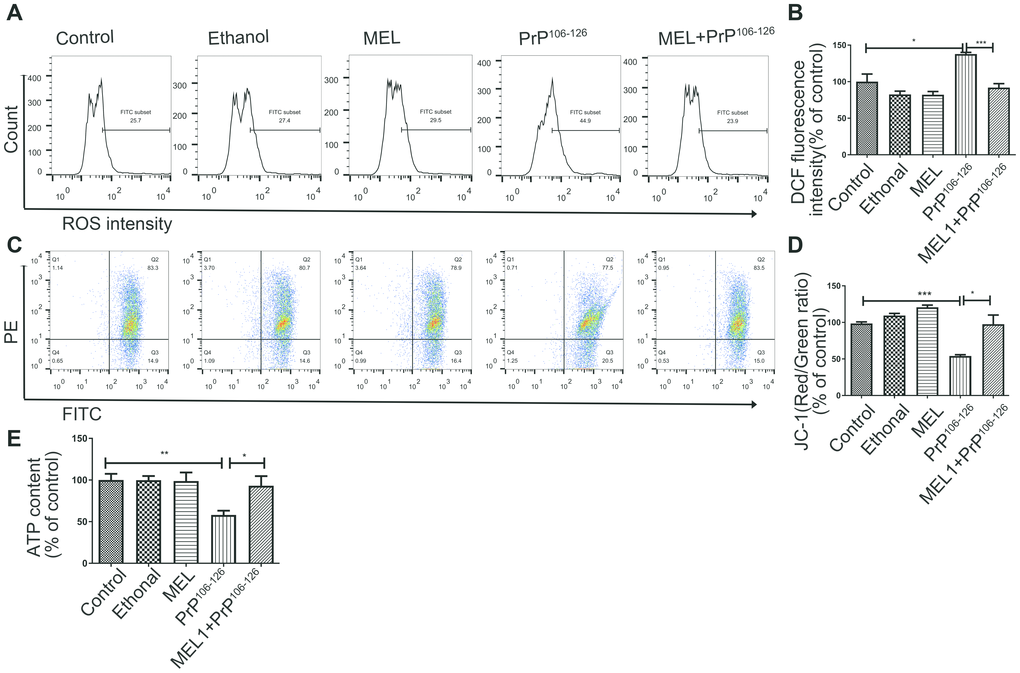 Melatonin protected N2a cells from PrP106-126-induced mitochondrial dysfunction. Fluorescence was detected by flow cytometry (FACS) analysis of ROS production (A, B) and JC-1 as a marker of mitochondrial membrane potential (MMP) (C, D) in N2a cells after treatment. The horizontal axis shows the FITC. (E) ATP levels. *P 