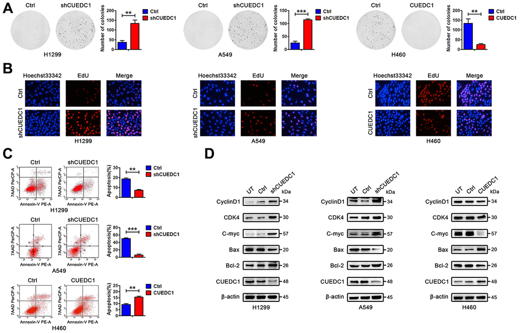 CUEDC1 decreases cell proliferation and promotes cell apoptosis in NSCLC cells. (A) Colony-forming efficiency was determined in H1299/shRNA-CUEDC1 cells, A549/shRNA-CUEDC1 cells, H460/CUEDC1 cells, and corresponding control cells (vector control). (B) Cell proliferation was determined by the EdU-incorporation assay in H1299/shRNA-CUEDC1 cells, A549/shRNA-CUEDC1 cells, H460/CUEDC1 cells, and corresponding control cells (vector control). (C) Flow cytometric analysis of apoptosis in H1299/shRNA-CUEDC1 cells, A549/shRNA-CUEDC1 cells, H460/CUEDC1 cells and negative control cells by Annexin-V and 7-AAD staining. A representative flow profile is presented (upper), and summary of % for Annexin V-positive cells is shown (below). (D) Western blotting detected the expression of proteins that participate in the cell cycle and apoptosis. The data are expressed as the mean ± SEM; *P P P 