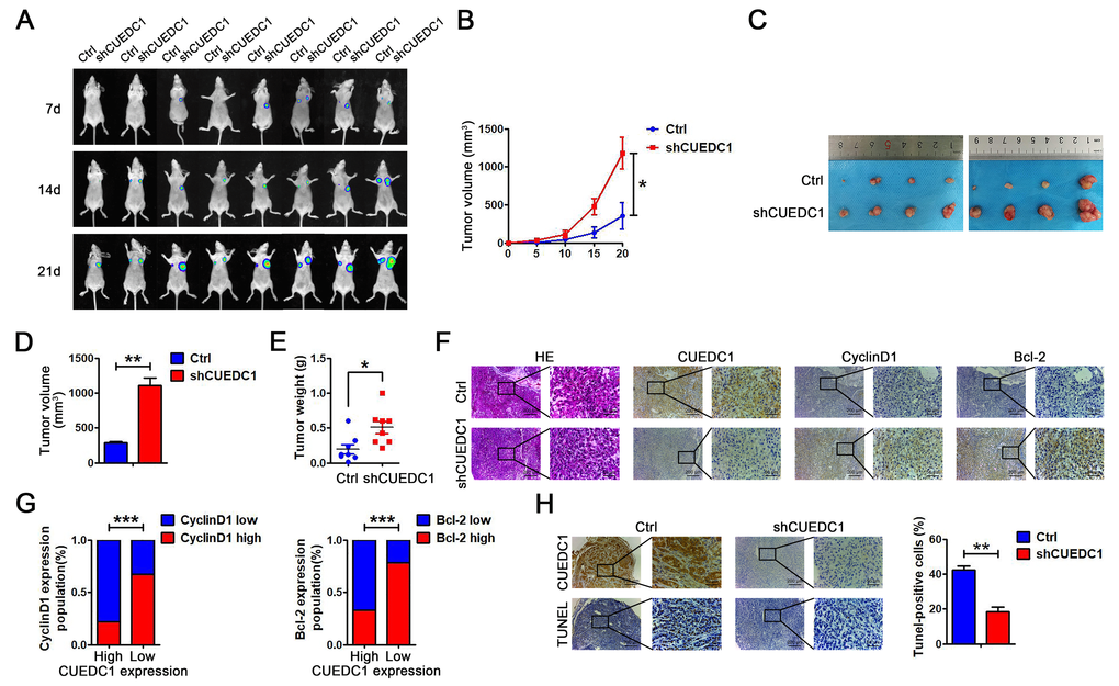 CUEDC1 knockdown promotes cell proliferation in vivo. (A) A total of 1 × 107 of CUEDC1-knockdown A549 cells and negative control A549 cells were injected into the left and right flanks of female nude mice (n=8). After injection, bioluminescence images were monitored at the indicated time points. (B) Tumor growth was monitored every 5 days after implantation. The data are shown as the mean ± SEM (two-tailed Student’s t-test). (C) Images of the tumor lumps from the indicated groups at the endpoint of the experiment. (D, E) The volume (D) and weight (E) of the tumors excised are the mean ± SEM. Statistical analysis was calculated using Student’s t-test. (F) IHC analysis of CyclinD1 and Bcl-2 expression. (G) A significant negative correlation was observed between CUEDC1 and CyclinD1, Bcl-2 in mice tumors. Statistical analysis was performed using χ2 test. (H) TUNEL detection showed correlation between CUEDC1 expression and apoptosis level. The data are expressed as the mean ± SEM; *P P P 