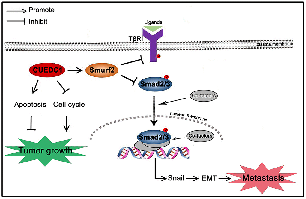 Schematic mechanism underlying CUEDC1-suppressed NSCLC progression. CUEDC1 interacts and upregulates Smurf2 expression; then, Smurf2 inactivates the TβRI/Smad signaling pathway, thereby reversing EMT and reducing the ability for tumor metastasis, inhibiting cell cycle progression, and promoting cell apoptosis to suppress tumor growth.