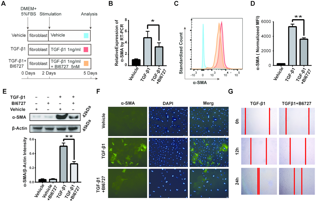 PLK1 inhibition suppresses TGFβ-mediated differentiation of myofibroblasts. (A) Schematic depicting establishment of the in vitro model of TGFβ-mediated differentiation of myofibroblasts. (B) Total RNA was isolated and reverse transcribed into cDNA. The transcript level of α-SMA in the BI6727 treatment group relative to the vehicle group was measured. (C, D) The expression of α-SMA was measured by FCM. Bar diagram shows MFI analysis of α-SMA expression. (E) The expression of α-SMA was measured by WB and quantified by densitometry. (F) The expression of α-SMA was analyzed by IF. (G) Migration ability of myofibroblasts in the vehicle and BI6727 treatment groups. * P≤0.05; FCM: flow cytometry; IF: immunofluorescence; SMA: smooth muscle actin; WB: western blot.