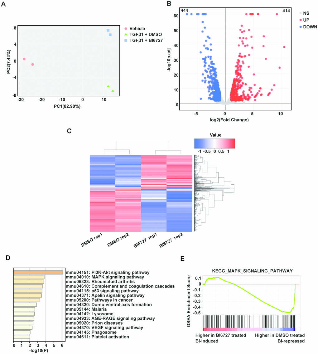 Transcriptomic profiling reveals that PLK1 inhibition reduces myofibroblast differentiation in the late inflammatory phase via the MAPK pathway. (A) Principal component analysis of six samples in the dataset. Each color represents one sample group. The red dot represents the vehicle group, the green triangle the TGF-β1+ DMSO group, and the blue square the TGF-β1+ BI6727 group. (B) Volcano plot of strongly upregulated (red; fold change > 2 and adjusted P value C) Heatmap of differentially-expressed genes with BI6727 intervention. Red indicates increased gene expression, whereas blue indicates decreased gene expression. (D) KEGG pathway analysis of DEGs in PLK1-inhibited cells. The shades of the yellow bar correspond to -log10(P) Fisher’s exact test, used to select the significant (P E) GSEA plot showing that PLK1 inhibition reduces myofibroblast differentiation in the late inflammatory phase via the MAPK pathway.