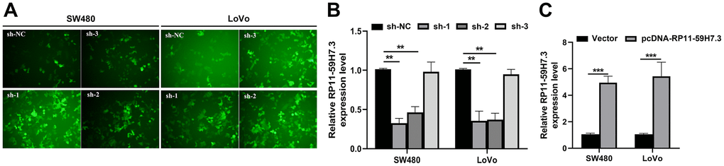 Overexpression and stable knockdown of RP11-59H7.3 in CRC cells. (A) Representative images of SW480 and LoVo cells transfected with sh-1, sh-2, sh-3, or sh-NC. (B, C) Validation of knockdown and overexpression efficacy of RP11-59H7.3 in CRC cell lines by RT-qPCR. ** p p 