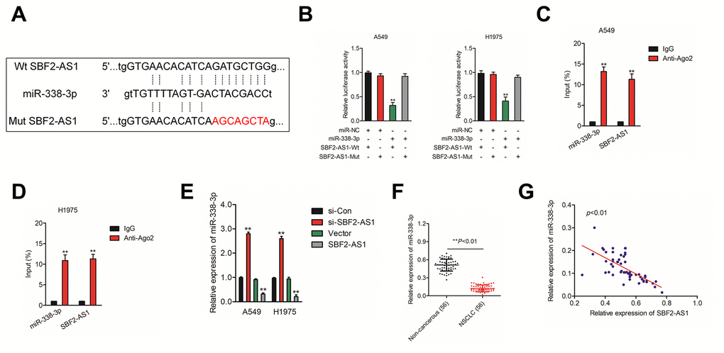 SBF2-AS1 negatively regulates miR-338-3p expression. (A) Graphical representation of the potential binding sites between SBF2-AS1 and miR-338-3p. (B) The relative luciferase activity in A549 or H1975 cell transfected with pmirGLO carrying SBF2-AS1-Wt or SBF2-AS1-Mut was tested. **PC–D) RIP assay was performed to determine the association between SBF2-AS1 and miR-338-3p in A549 and H1975 cell. **PE) miR-338-3p expression level in A549 and H1975 cell transfected with SBF2-AS1 or si-SBF2-AS1 was shown. **PF) miR-338-3p expression in NSCLC tissues were quantified by qRT- PCR analysis. **PG) The negative correlation between SBF2-AS1 and miR-338-3p was displayed by Pearson’s correlation curve.