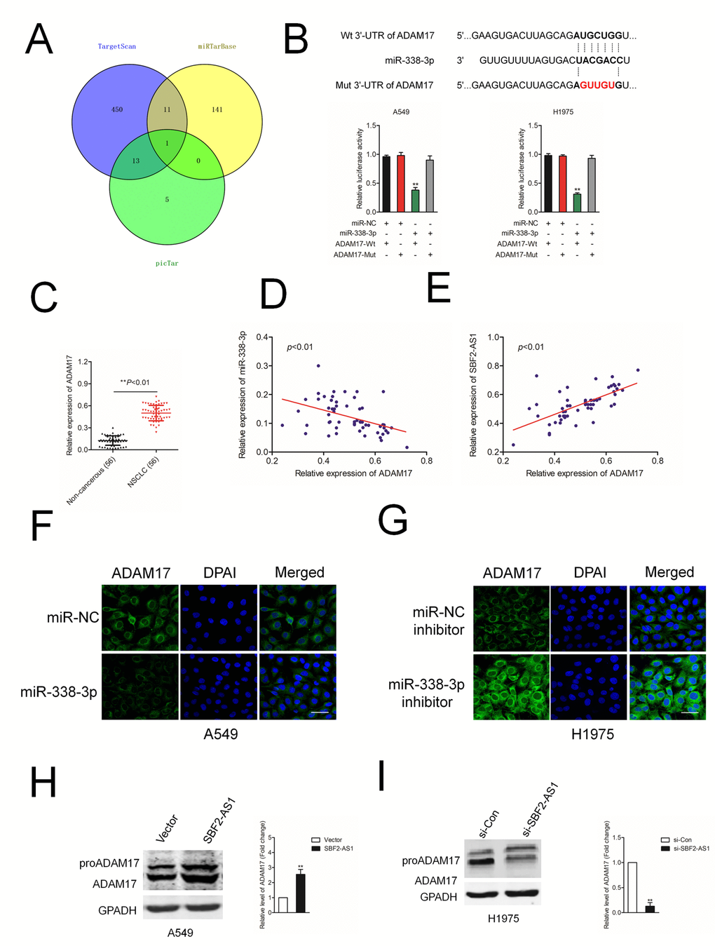 ADAM17 is a target gene of miR-338-3p. (A) Venn diagrams show the common potential target of miR-338-3p in three bioinformatics software (TargetScan, miRTarBase and picTar). (B) Graphical representation of the potential binding sites between miR-338-3p and ADAM17. The relative luciferase activity was tested after co-transfection with ADAM17-Wt, ADAM17-Mut and miR-338-3p. **PC) qRT-PCR analysis of ADAM17 expression in 56 paired human NSCLC tissues and the adjacent non-cancerous tissues. **PD) Correlation between ADAM17 and miR-338-3p was measured by Pearson’s correlation curve. (E) Correlation between ADAM17 and SBF2-AS1 was measured by Pearson’s correlation curve. (F) The expression of ADAM17 in A549 transfected with miR-338-3p was detected using immunofluorescence staining. (G) The expression of ADAM17 in H1975 transfected with miR-338-3p inhibitor was detected using immunofluorescence staining. (H) The expression of ADAM17 in A549 transfected with si-SBF2-AS1 was detected using western blotting. (I) The expression of ADAM17 in H1975 transfected with SBF2-AS1 overexpression plasmid was detected using western blotting. The data are presented as the mean ± SD. All in vitro data are representative of three independent experiments. **P