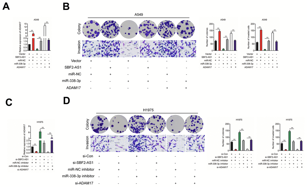 The effect of SBF2-AS1/miR-338-3p/ADAM17 axis on NSCLC cells biological behavior in vitro. (A) SBF2-AS1, ADAM17 and miR-338-3p were co-transfected into A549 cell, the mRNA level of ADAM17 was measured by qRT-PCR assay. (B) SBF2-AS1, ADAM17 and miR-338-3p were co-transfected into A549 cell, Cell growth and invasion ability were assessed by colony formation assay and Transwell assay. (C) si-SBF2-AS1, si-ADAM17 and miR-338-3p inhibitor were co-transfected into H1975 cell, the mRNA level of ADAM17 was measured by qRT-PCR assay. (D) si-SBF2-AS1, si-ADAM17 and miR-338-3p inhibitor were co-transfected into H1975 cell, cell growth and invasion ability were assessed by colony formation assay and Transwell assay. The data are presented as the mean ± SD. All in vitro data are representative of three independent experiments.