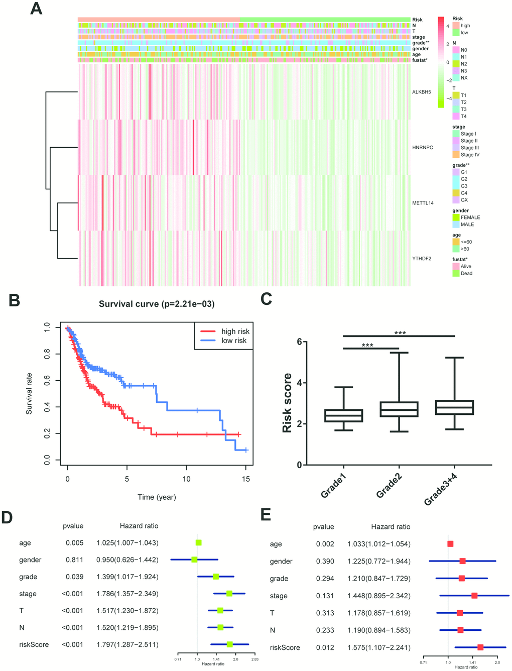 Construction of cox regression model. (A) The heatmap performed in R software on basis of risk score level and clinical characteristics (grade p=0.003). N stands for N classification in TNM system, and T stands for T classification in TNM system. (B) Survival analysis based on risk score. (C) The risk score distribution of differentiation grades. The y axis represent risk score level and x axis represent different grade (grade1 vs grade2, p=0.0002; grade1 vs grade3+4, p=0.0001). (D, E) Univariate cox regression and multivariate cox regression according to risk score and clinical characteristics. N stands for N classification in TNM system, and T stands for T classification in TNM system.
