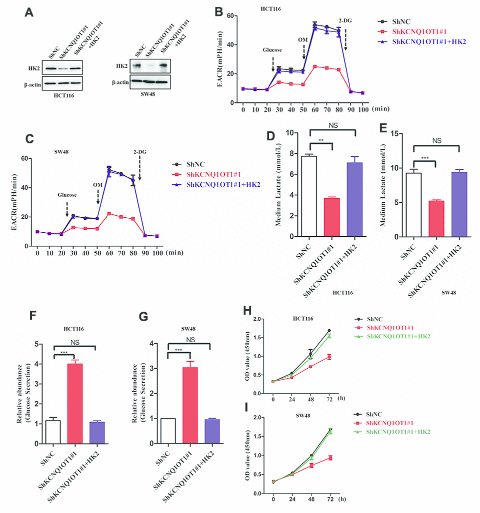 LncRNA KCNQ1OT1 promotes aerobic glycolysis and CRC cell proliferation via HK2. (A) Representative western blot images show HK2 protein levels in parental HCT116 cells (control) and HK2-overexpressing plus KCNQ1OT1-knockdown HCT116 cells. (B, C) ECAR assay results show extracellular acidification rate (ECAR) in parental HCT116 cells and HK2-overexpressing plus KCNQ1OT1-knockdown HCT116 cells. Each data point represents means ± SD. The experiment was repeated three times independently. (D, E) Lactate assay results show lactate levels in parental HCT116 cells and HK2-overexpressing plus KCNQ1OT1-knockdown HCT116 cells. (F, G) Glucose secretion assay results show the concentration of glucose in the media of parental HCT116 cells and HK2-overexpressing plus KCNQ1OT1-knockdown HCT116 cells. (H, I) CCK-8 assay results show proliferation status of parental HCT116 cells and HK2-overexpressing plus KCNQ1OT1-knockdown HCT116 cells. Note: **p 