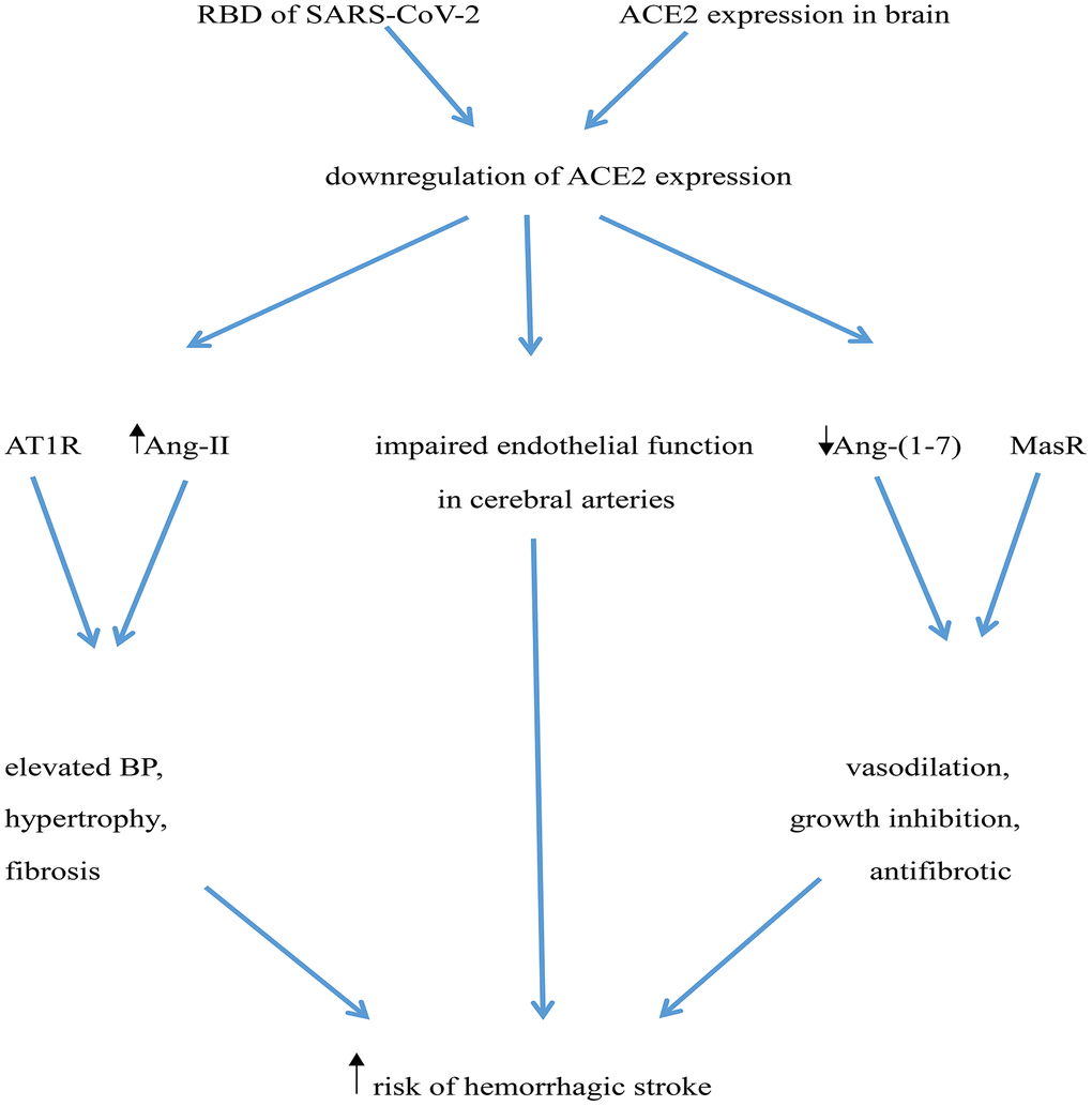 Potential mechanisms mediating increased risk of hemorrhagic stroke in COVID-19 patients. The RBD of SARS-CoV-2’ spike protein interacts with ACE2, leading to ACE2 downregulation. ACE2 deficiency impairs endothelial function in cerebral arteries and determines an increase in Ang-II levels, which elevates BP through activation of AT1 receptors (AT1R). Simultaneously, reduced ACE2 leads to a decrease in Ang (1-7) levels, weakening its vasculo-protective effects mediated by Mas receptor (MasR) activation.